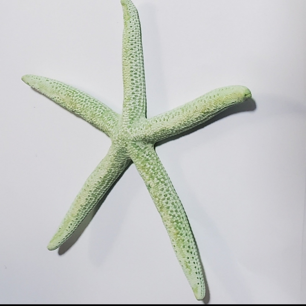 Extra large green starfish